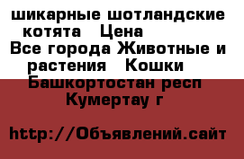 шикарные шотландские котята › Цена ­ 15 000 - Все города Животные и растения » Кошки   . Башкортостан респ.,Кумертау г.